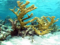 Freediving at Mona Island not far from the Dominican Repu... by John Thompson 